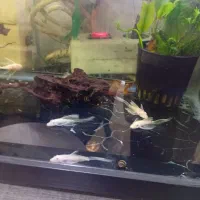 ماهی آکواریوم کت فیش پوزه بوته ای بلوایز