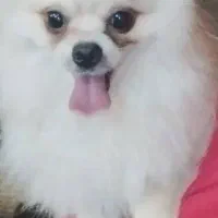 مژدگانی به یابنده سگ پامرخونگی