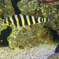 بارب زندانی