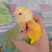 دوعدد طوطی برزیلی باقفس