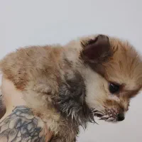 پامر خرسی دوماهه|سگ|تالش, هشتپر|دیوار