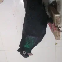 کبوتر زاغ ابادانی