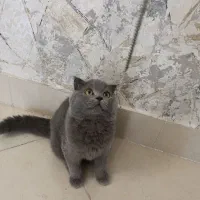 بچه گربه اسکاتیش بلو ( دختر) چهار ماهه|گربه|بندرعباس, |دیوار