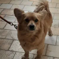 سگ پامبر روباهی تربیت شده