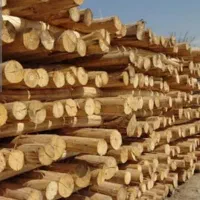 فروش حدودا80عدد چوب(شمعی)۴متری ایرانی در حدنو