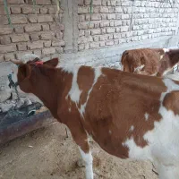 گاو وگوساله سیمیتال|حیوانات مزرعه|دره شهر, |دیوار