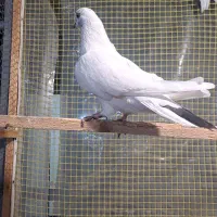 کبوتر|پرنده|گرگان, |دیوار