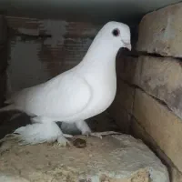 کبوتر|پرنده|تبریز, |دیوار