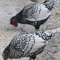 فروش تخم سیبرایت سیلور