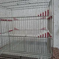قفس نو