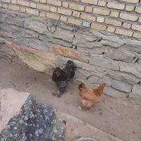 مرغ و خروس|حیوانات مزرعه|کنگاور, |دیوار