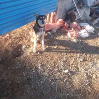 یک قلاده سگ نر ده ماهه نژادهاسکی دوبرمن