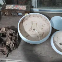 گلدان|گل و گیاه طبیعی|مشهد, توس (بلوار توس)|دیوار