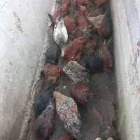 مرغ محلی|حیوانات مزرعه|زرگرشهر, |دیوار