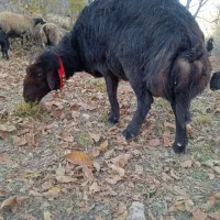 قوچ غزل افشار|حیوانات مزرعه|بوئین و میاندشت, |دیوار