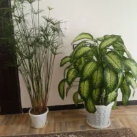فروش|گل و گیاه طبیعی|کامیاران, |دیوار