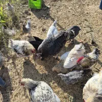 بوقلمون ماده|حیوانات مزرعه|تهران, نازی‌آباد|دیوار