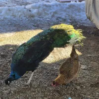 طاووس نر و‌ماده