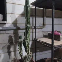 گل کاکتوس سخره ای 1 مترو 10 سانت