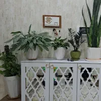 ویلایی-دوبلکس-احمدآباد