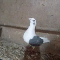 کبوتر|پرنده|شال, |دیوار