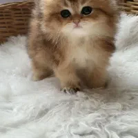 گربه های پشمالو و رنگی