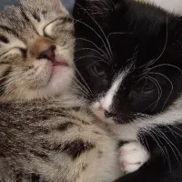 بچه گربه dsh|گربه|نیشابور, شهید جعفری|دیوار