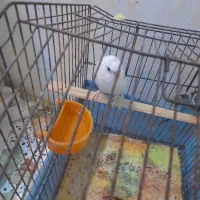 پرنده مرغ عقش