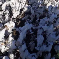 پنبه اصل از زمین چیدع شده