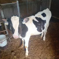 گوساله هلیشتاین