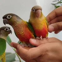 سه عدد گرینچیگ،یلوساید و آناناسی دستی با تست