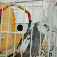 عروس هلندی جفت