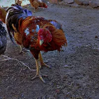 خروس لاری|حیوانات مزرعه|عجب شیر, |دیوار