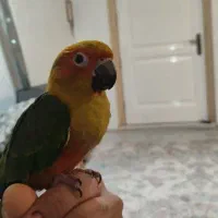 طوطی خورشیدی فول رام با قفس