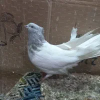 کبوتر|پرنده|میاندوآب, |دیوار