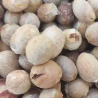 هسته داز وحشی خام باشه می خ ام معاوضه دارم|گل و گیاه طبیعی|مسجد سلیمان, |دیوار
