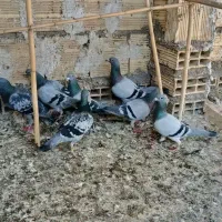 پلاکی|پرنده|آران و بیدگل, |دیوار