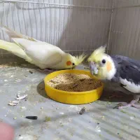 یک جفت عروس هلندی بایک عددجوجه