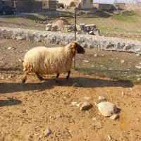 قیمت توافقی|حیوانات مزرعه|آبدانان, |دیوار