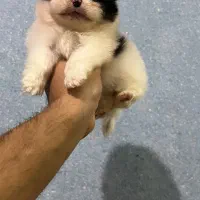 پامرانین ماده