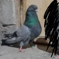 فروش یا معاوضه