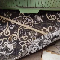 عروس هلندی جفت دوساله|پرنده|نکا, |دیوار