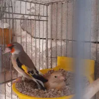 قناری ماده آماده جفت سهره