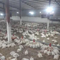 فروش مرغداری ۲۵هزار قطعه گیلان|فروش دفتر صنعتی، کشاورزی، تجاری|خمام, |دیوار