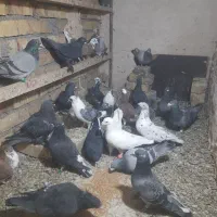 کفتر|پرنده|تایباد, |دیوار