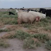 حیوانات مزرعه بز