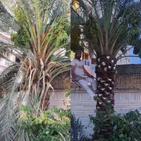 بریدن نخل قطع نخل هرس نخل درخت استاد نخل سمپاشی|خدمات باغبانی و درختکاری|اهواز, گلستان|دیوار