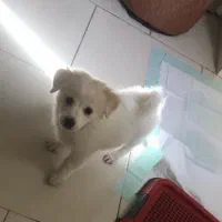 واگذاری پت نر|سگ|تهران, اتابک|دیوار