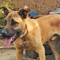 دو قلاده سگ، ژرمن و سرابی|سگ|مرادلو, |دیوار