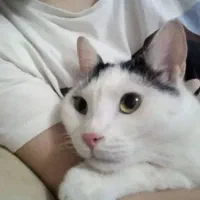 گربه رایگان